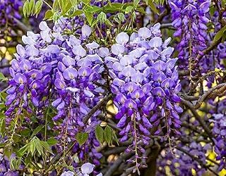 Best Climbing Plants For A Pergola (2026)