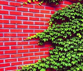 Best Climbing Vines For Pergola (2026)