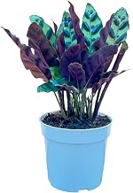 Best Plant Air Purifier (2026)